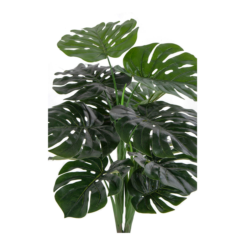 monstera