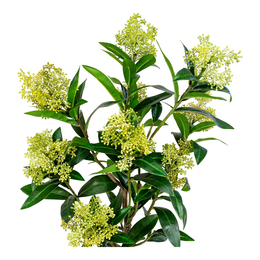 skimmia fa