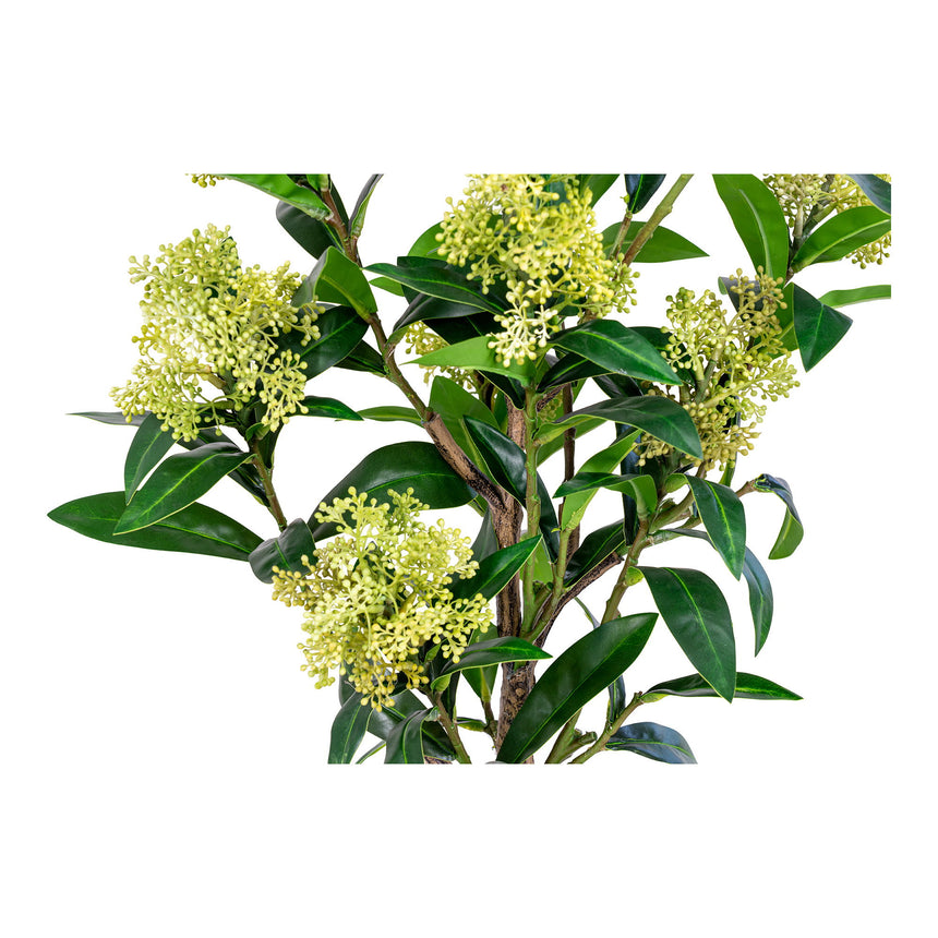 skimmia fa