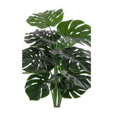 monstera