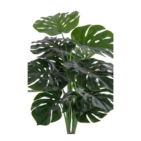 monstera