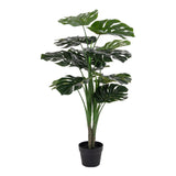 monstera
