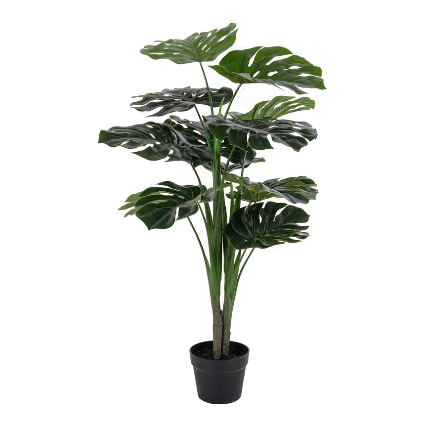 monstera