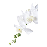 orchidea