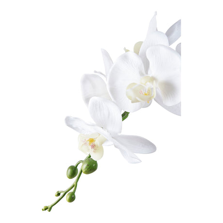 orchidea
