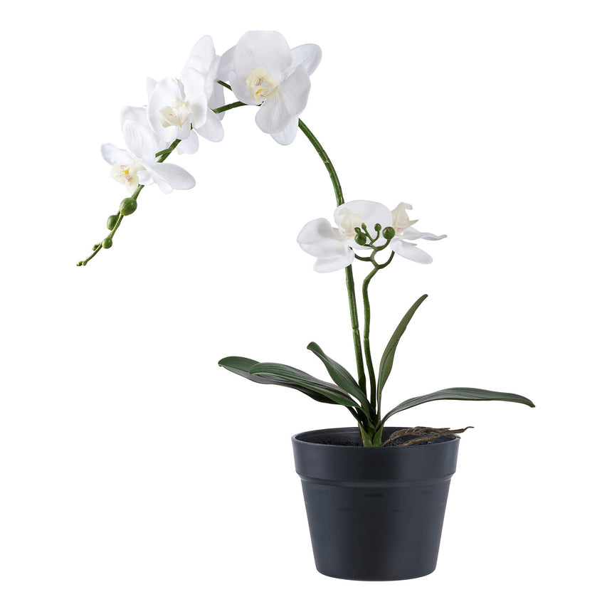 orchidea