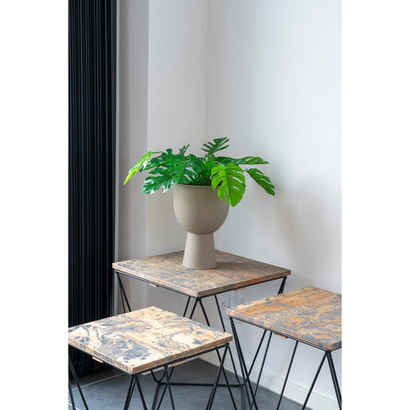 monstera I.