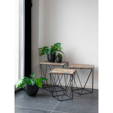 monstera I.