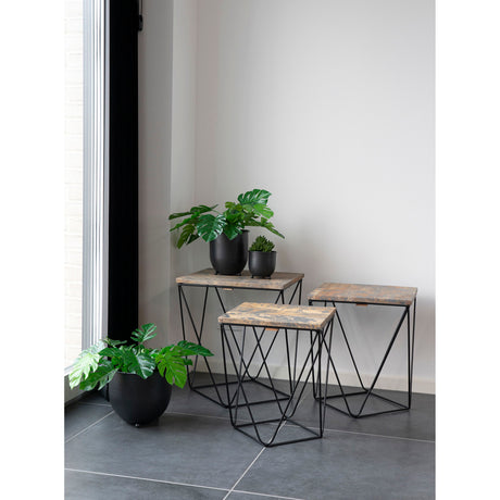 monstera I.