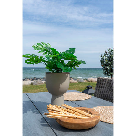 monstera I.