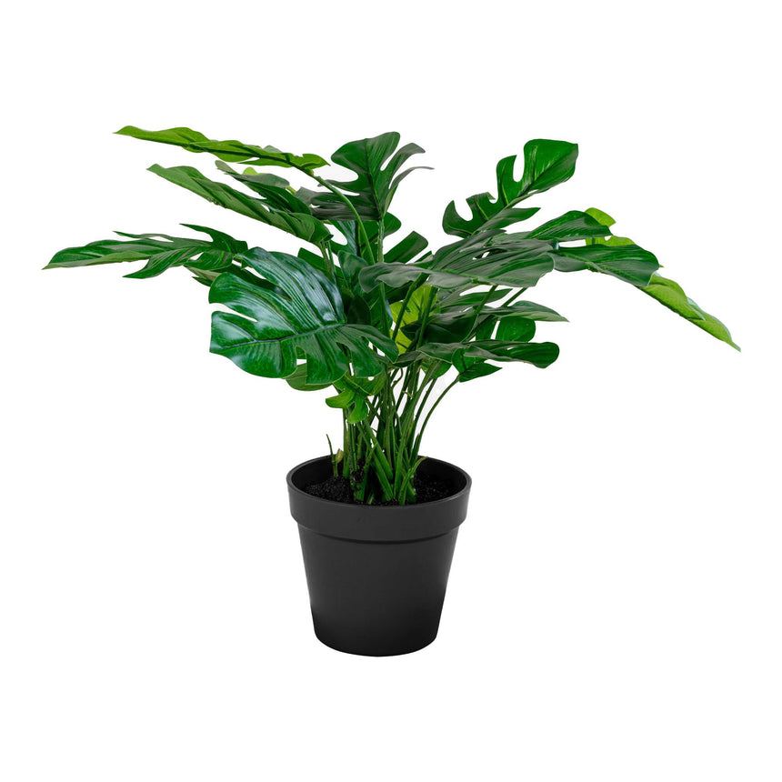 monstera I.