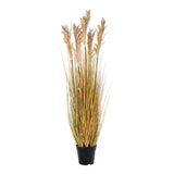 Sorghum fű