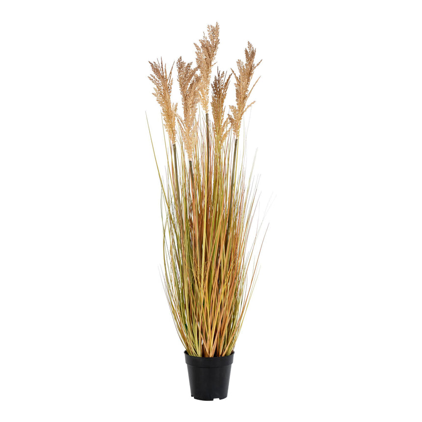 Sorghum fű