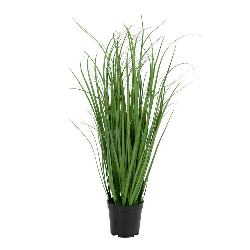 Poa fű