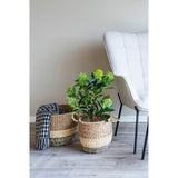 skimmia fa