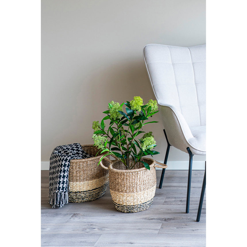 skimmia fa