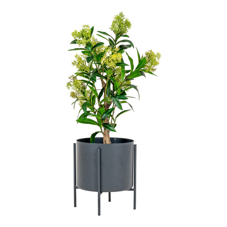 skimmia fa