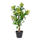 skimmia fa