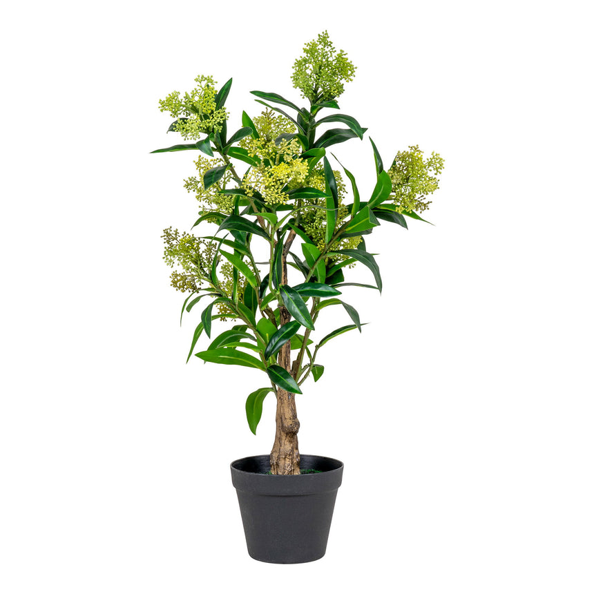 skimmia fa