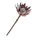 king protea I. csokor